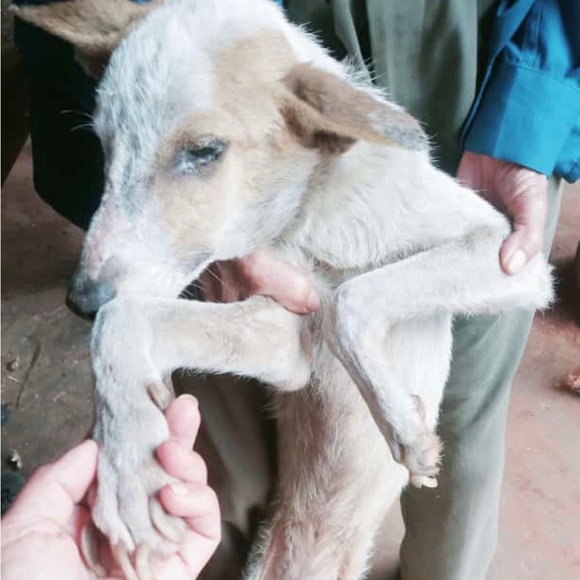 Here are some of my rescues ❤️ will add pics of every saved animal 🙏 - Picture 6 of 12